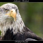 Weißkopfseeadler