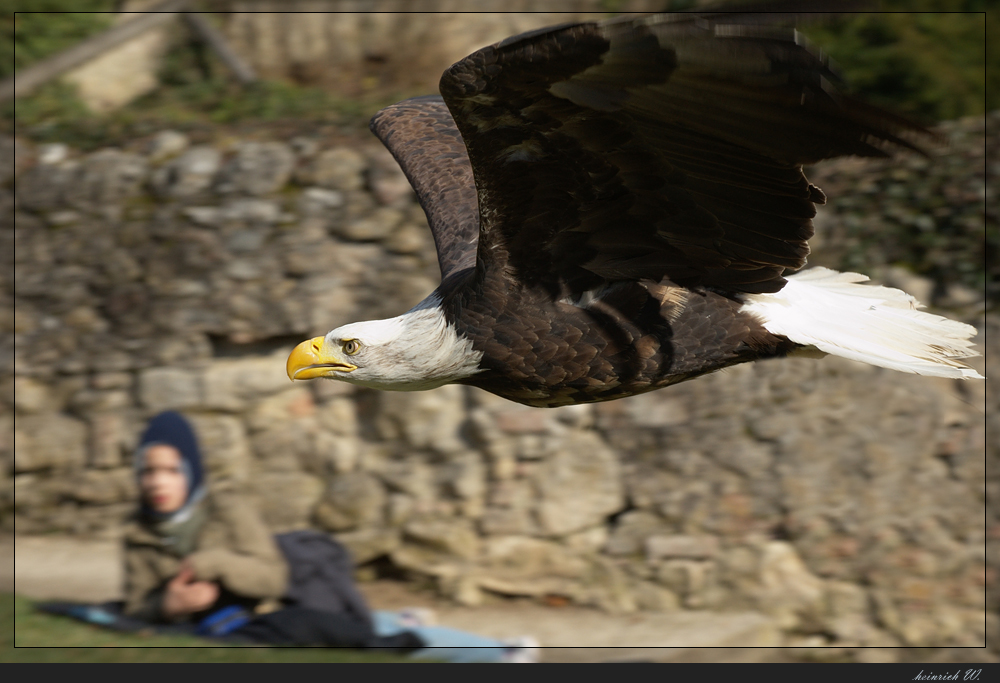 Weißkopfseeadler