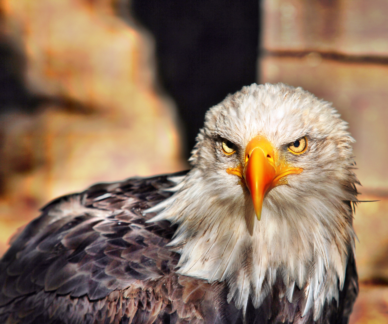 Weißkopfseeadler