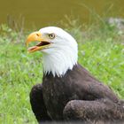 Weißkopfseeadler