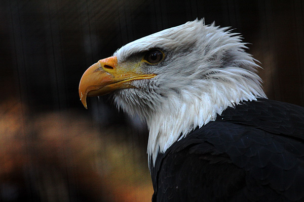 Weisskopfseeadler