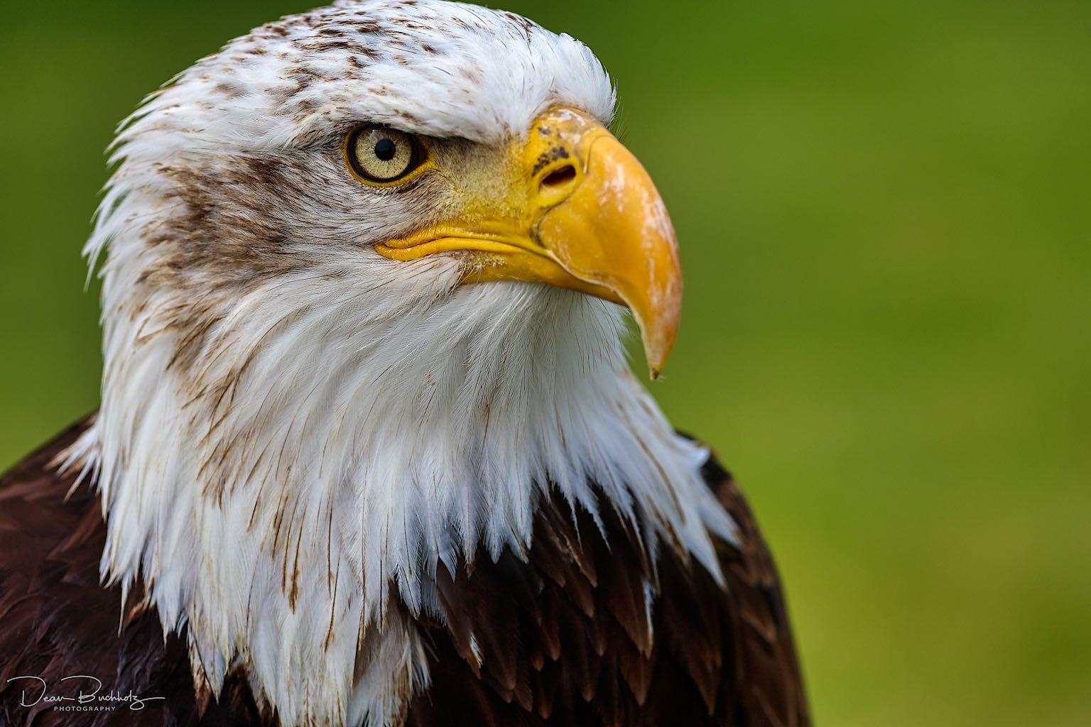 Weißkopfseeadler