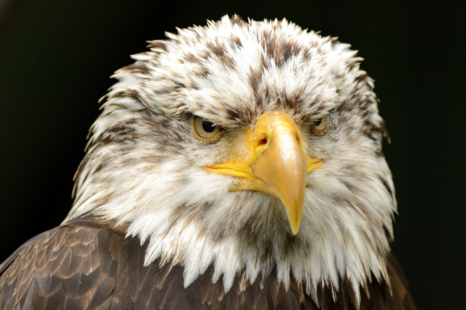 Weisskopfseeadler