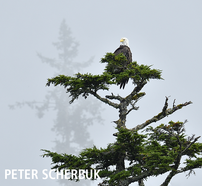 Weißkopfseeadler...