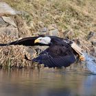 Weißkopfseeadler