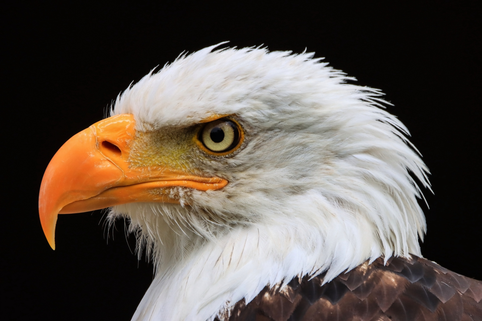 Weißkopfseeadler