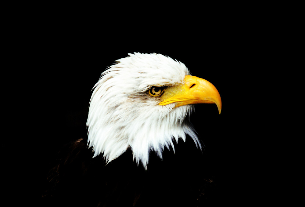 Weißkopfseeadler