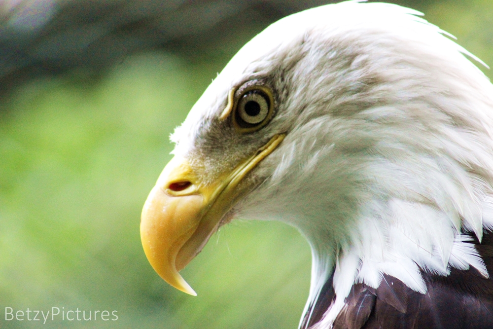 Weißkopfseeadler