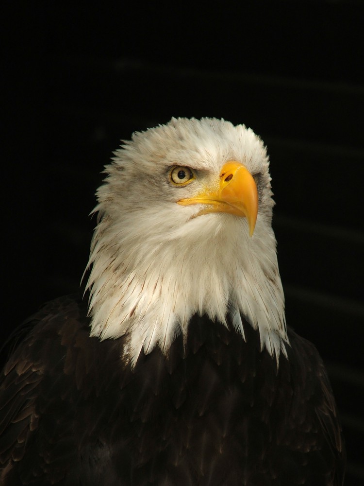 Weißkopfseeadler