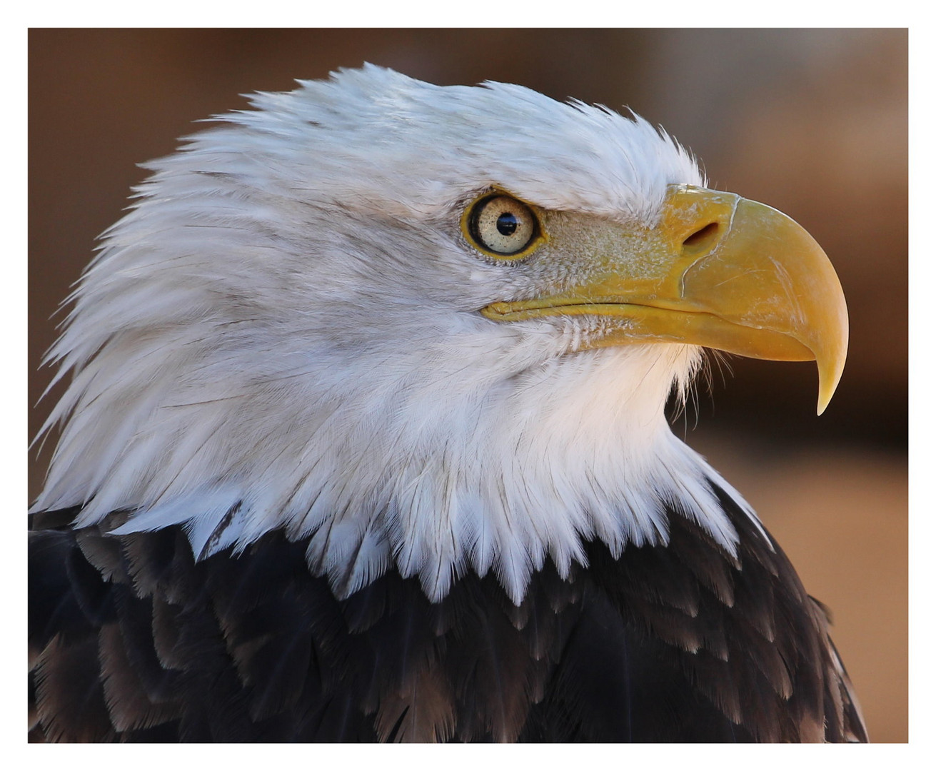 Weißkopfseeadler