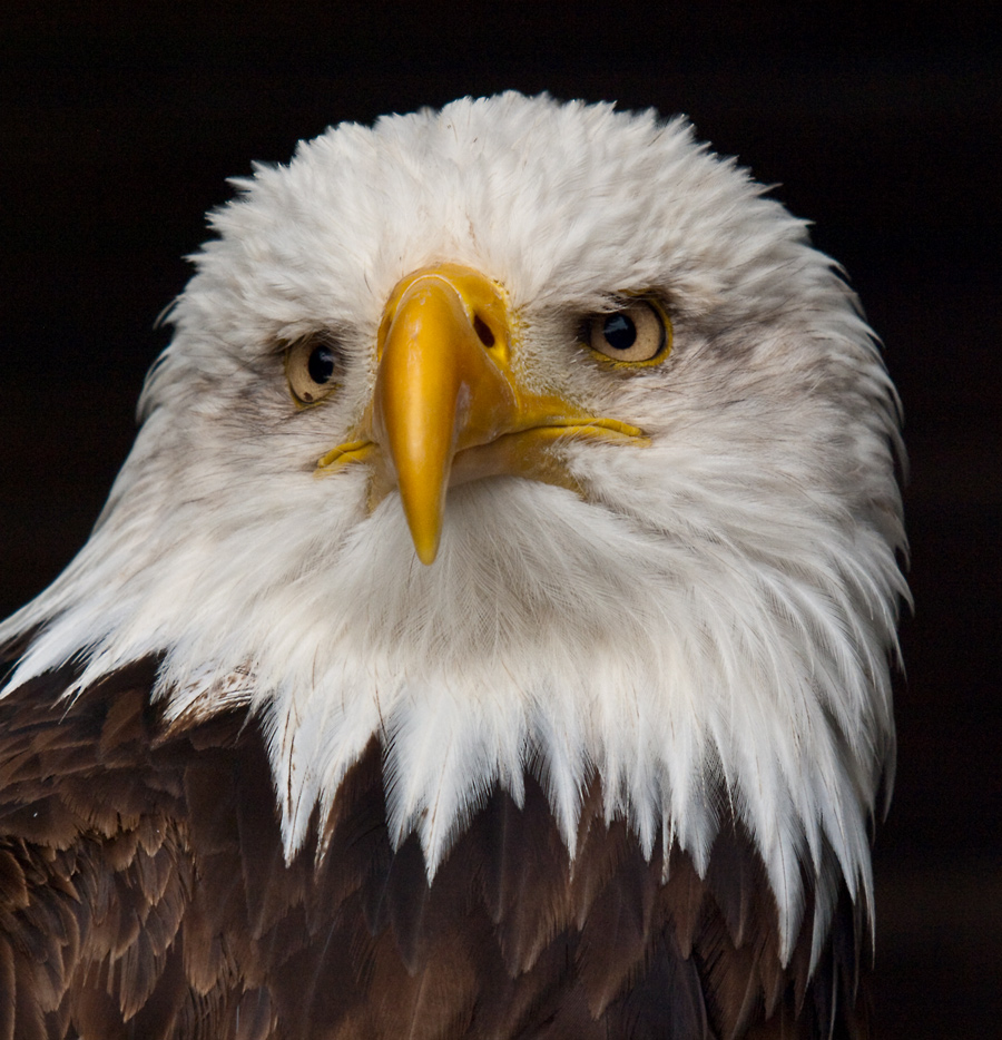 Weisskopfseeadler