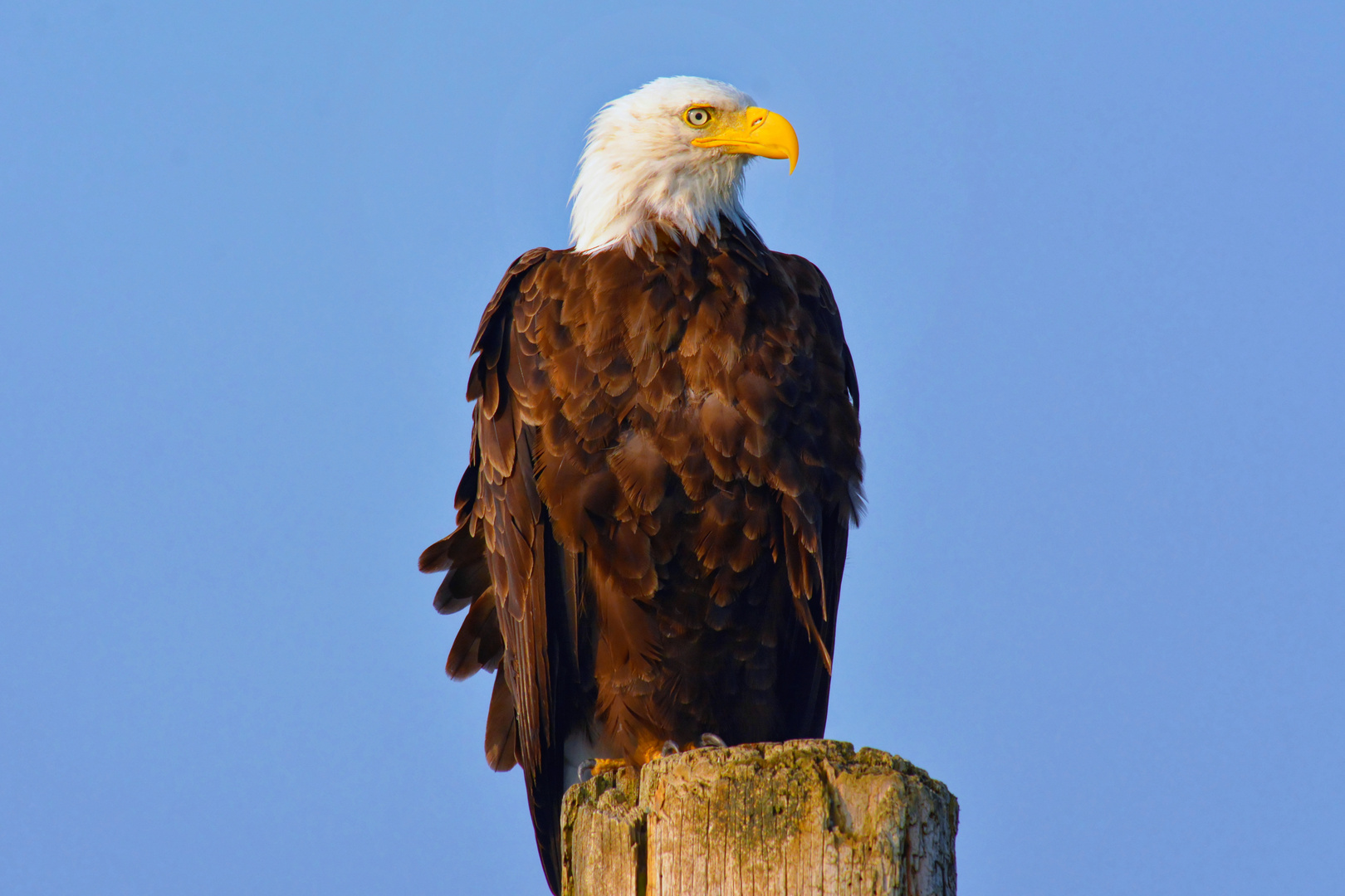 Weisskopfseeadler