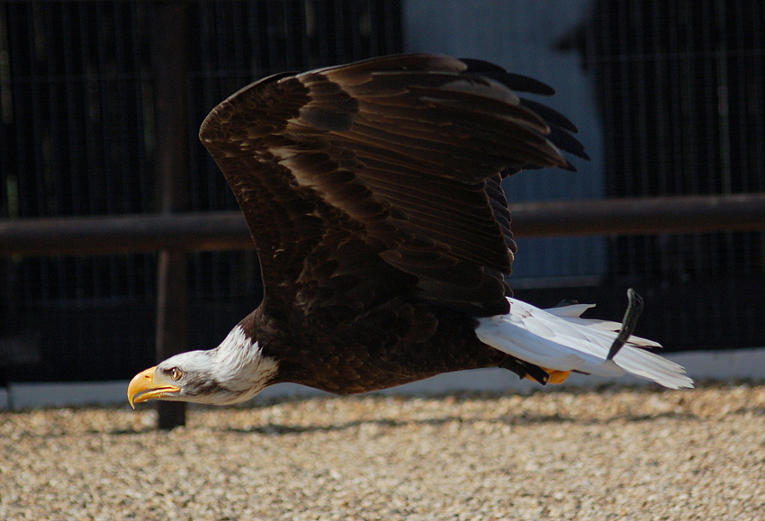 Weisskopfseeadler