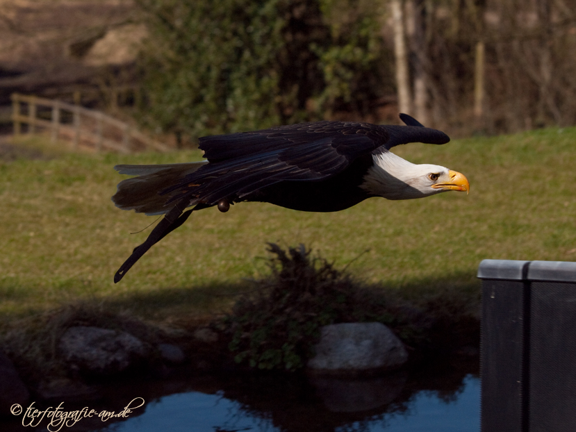 Weißkopfseeadler