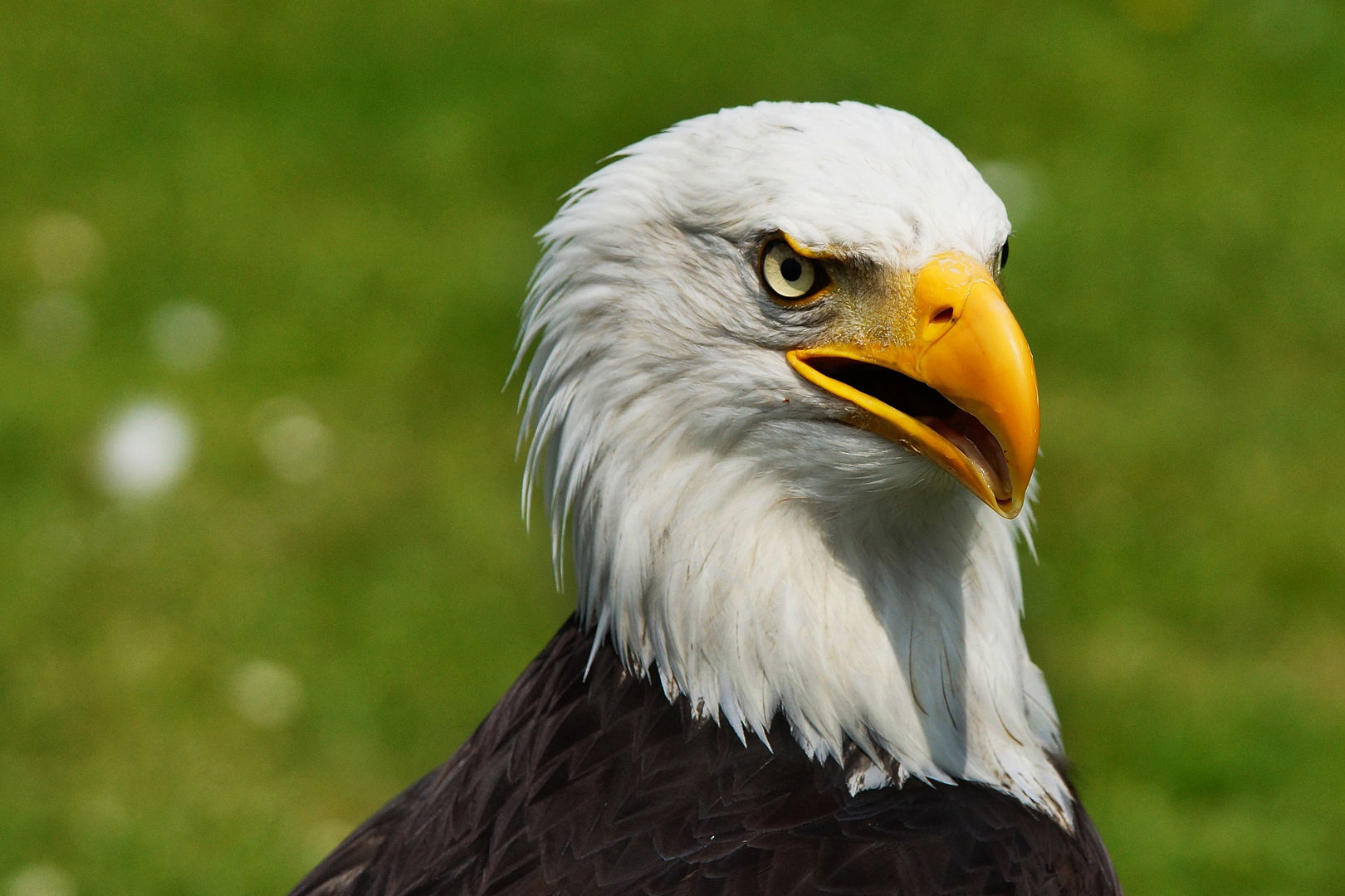 Weißkopfseeadler