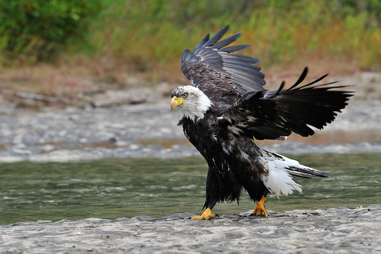 Weisskopfseeadler