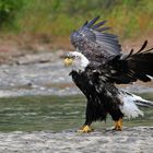 Weisskopfseeadler