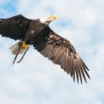 Weißkopfseeadler