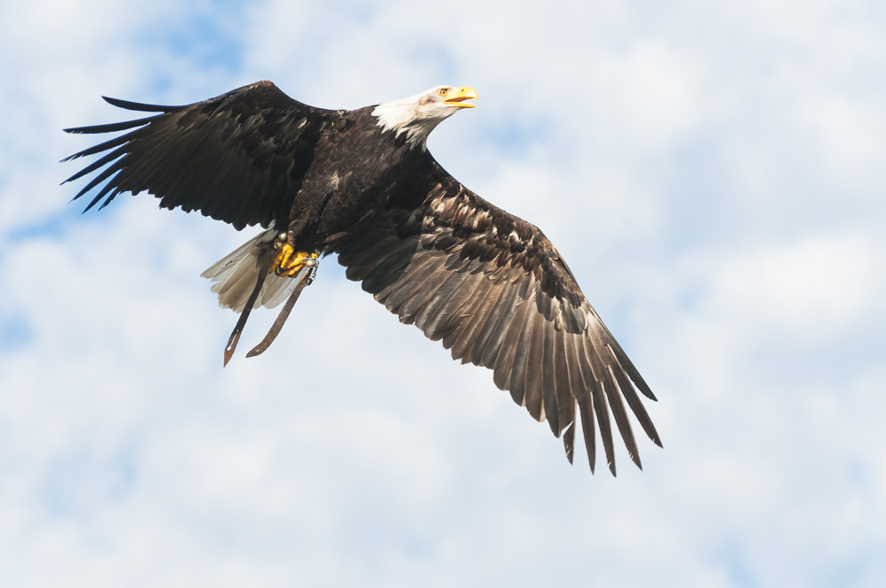 Weißkopfseeadler