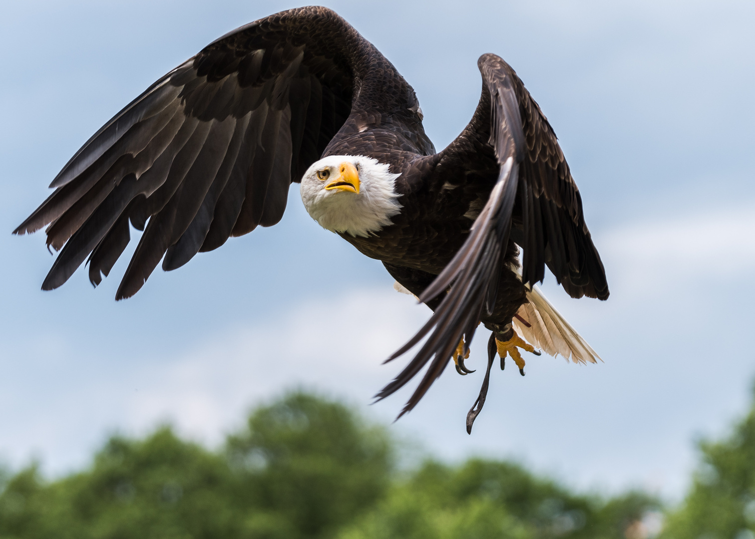 Weißkopfseeadler Foto Bild natur vögel wildlife Bilder auf Weißkopfseeadler Foto Bild natur vögel wildlife Bilder auf