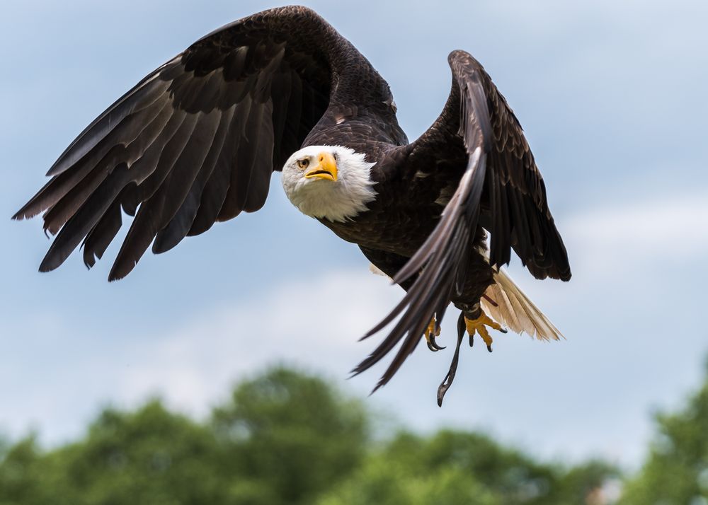 Weißkopfseeadler Foto & Bild natur, vögel,