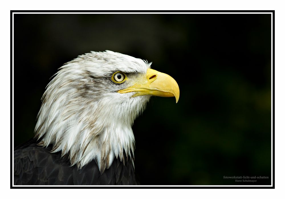 Weißkopfseeadler