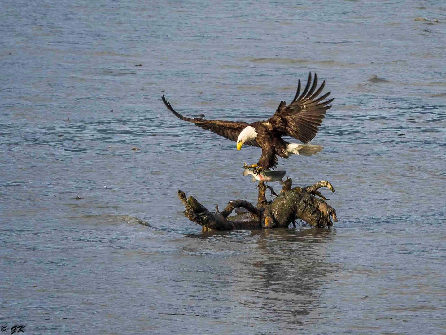 Weißkopfseeadler