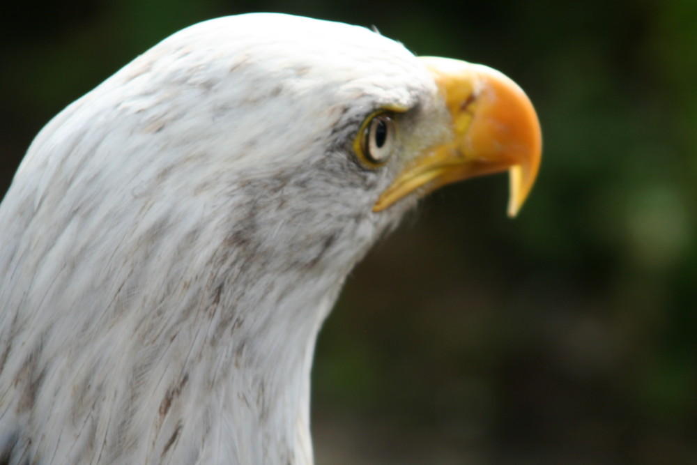 Weißkopfseeadler...