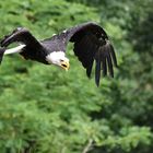 Weisskopfseeadler