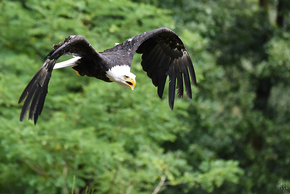 Weisskopfseeadler