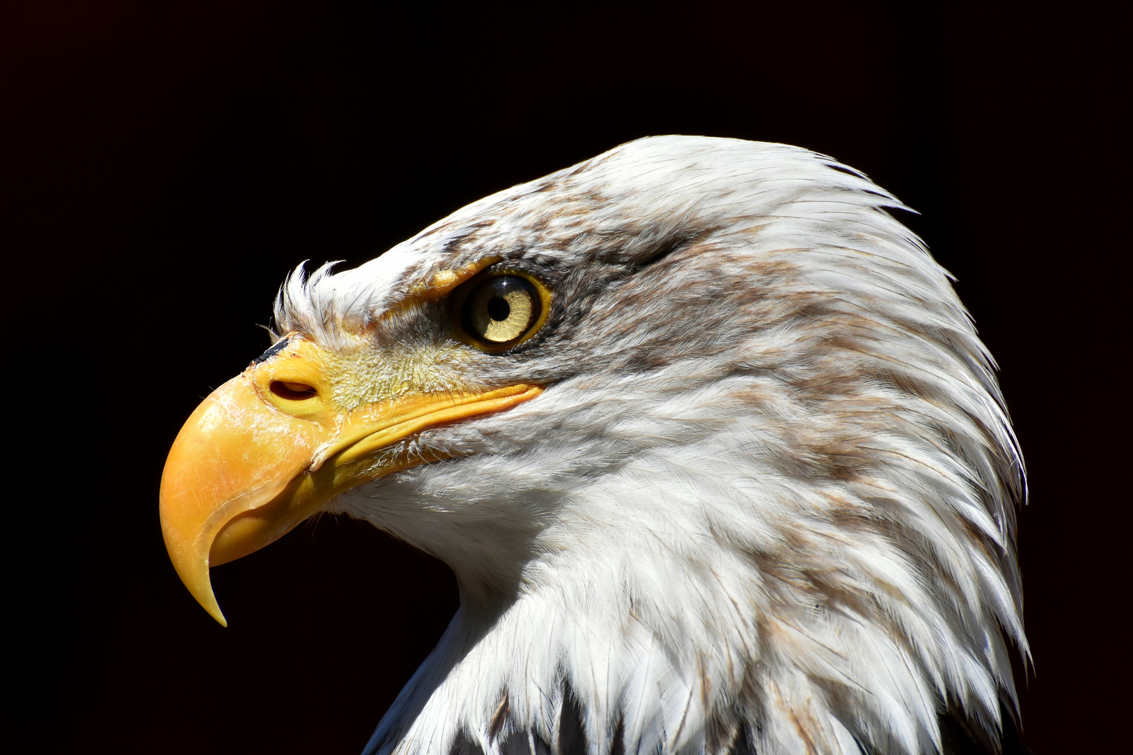 Weißkopfseeadler