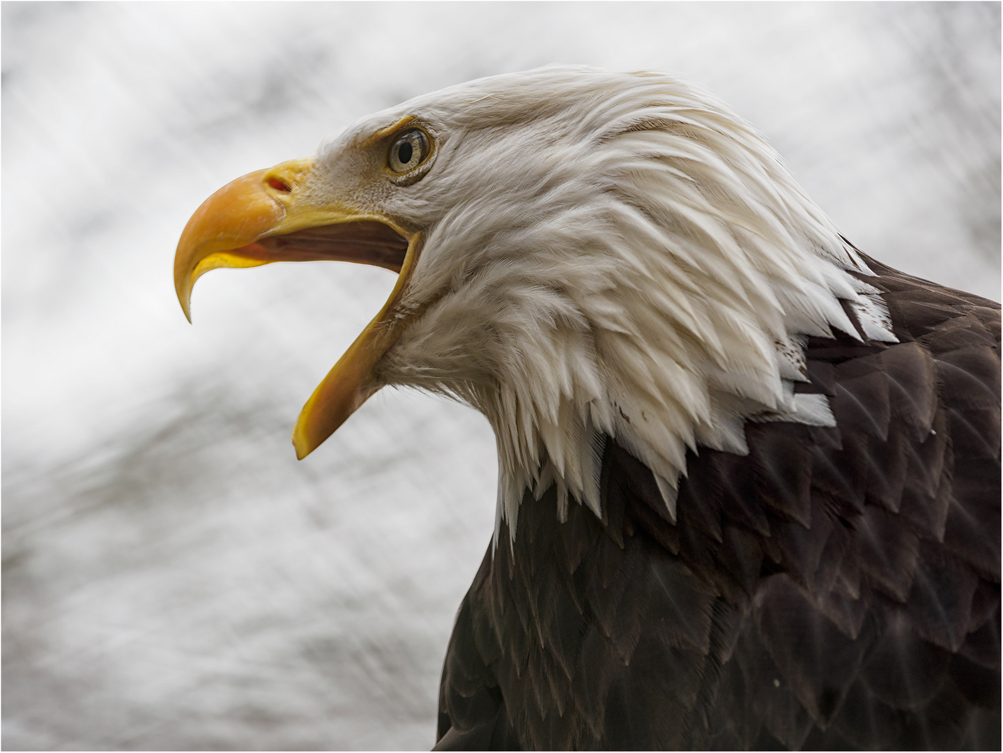 Weißkopfseeadler