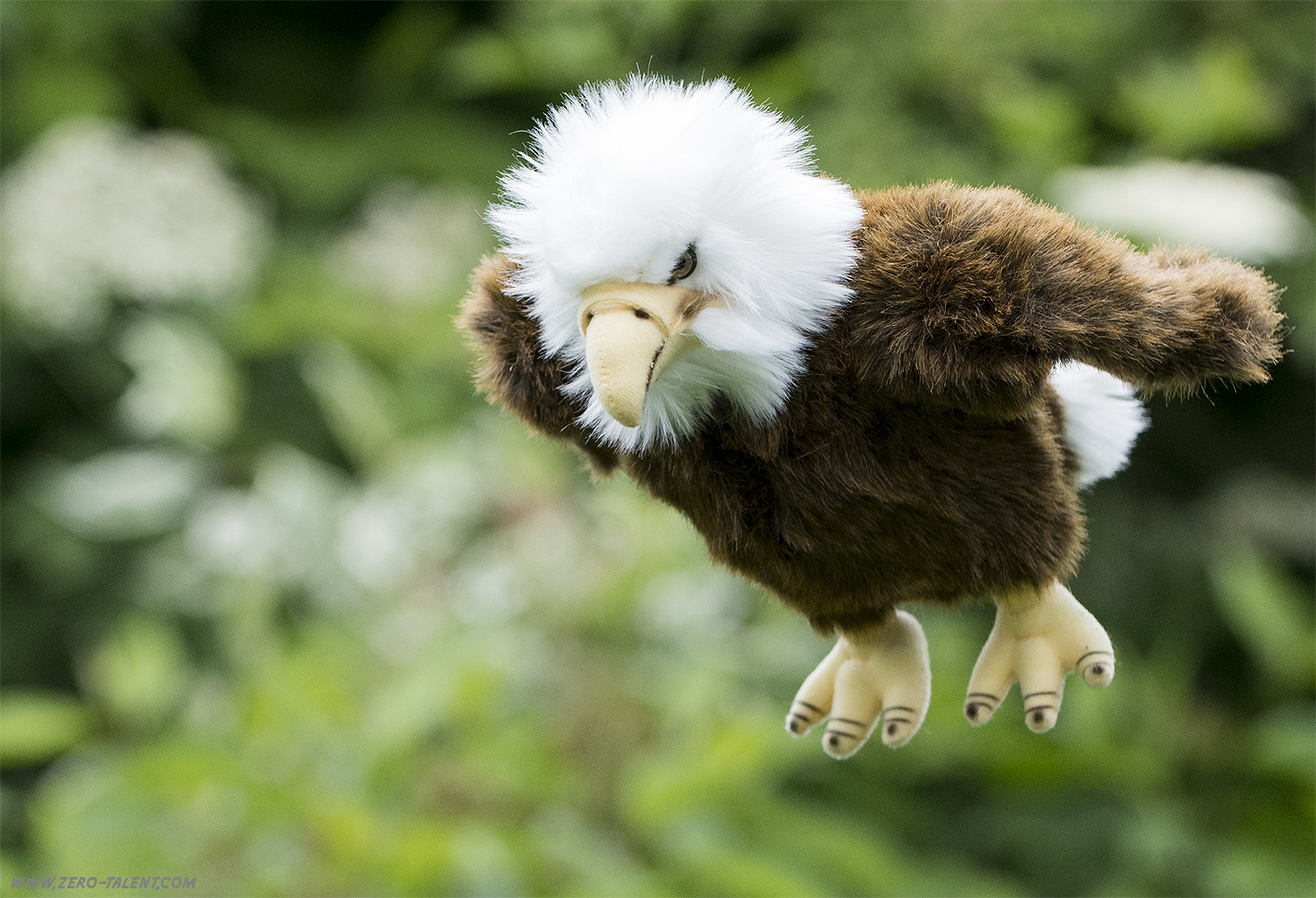 Weißkopfseeadler