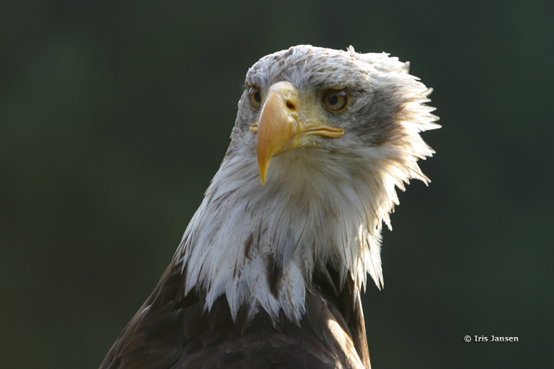 Weisskopfseeadler