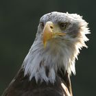 Weisskopfseeadler