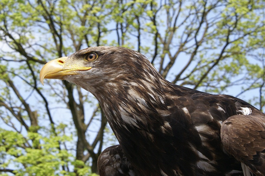 Weißkopfseeadler...