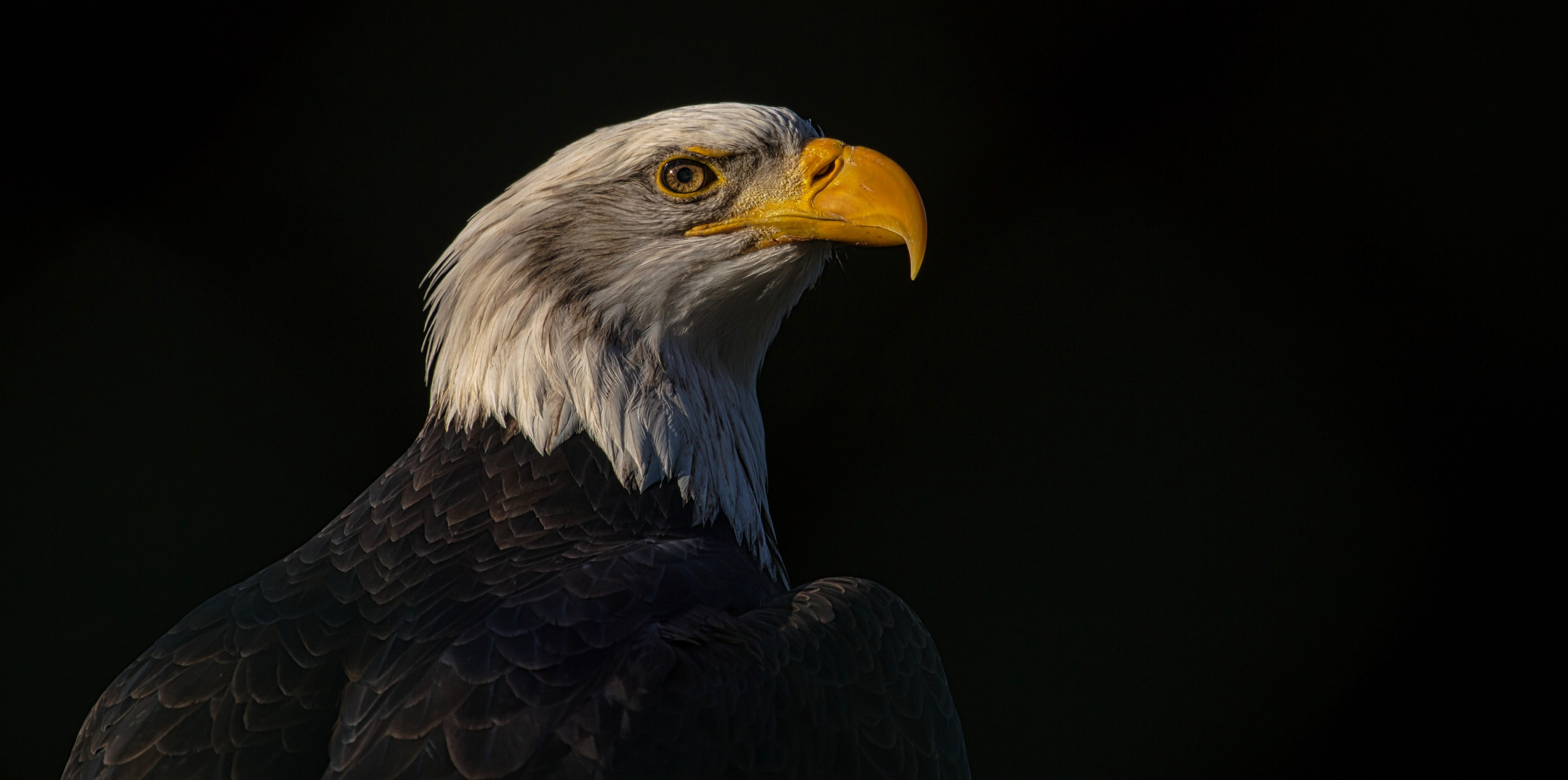 Weißkopfseeadler 