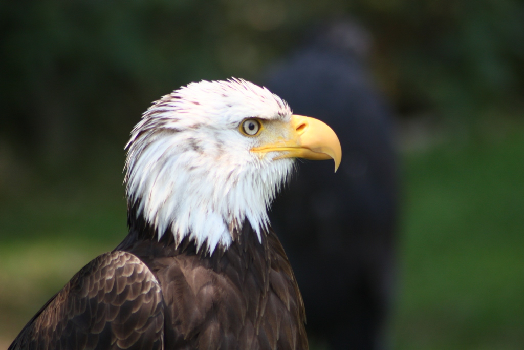 Weißkopfseeadler