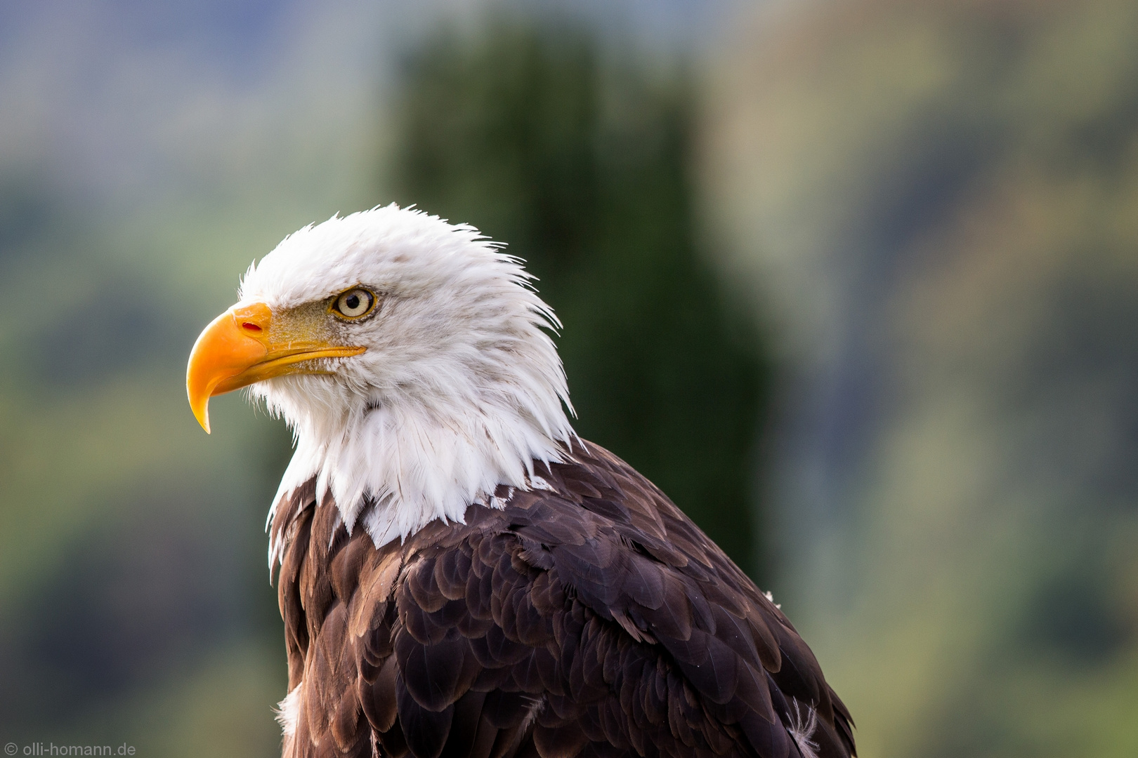 Weißkopfseeadler