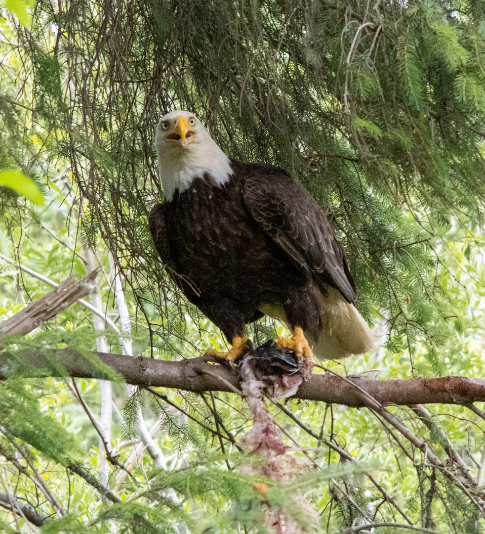 Weißkopfseeadler