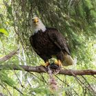 Weißkopfseeadler