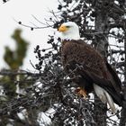 Weisskopfseeadler