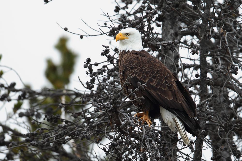 Weisskopfseeadler