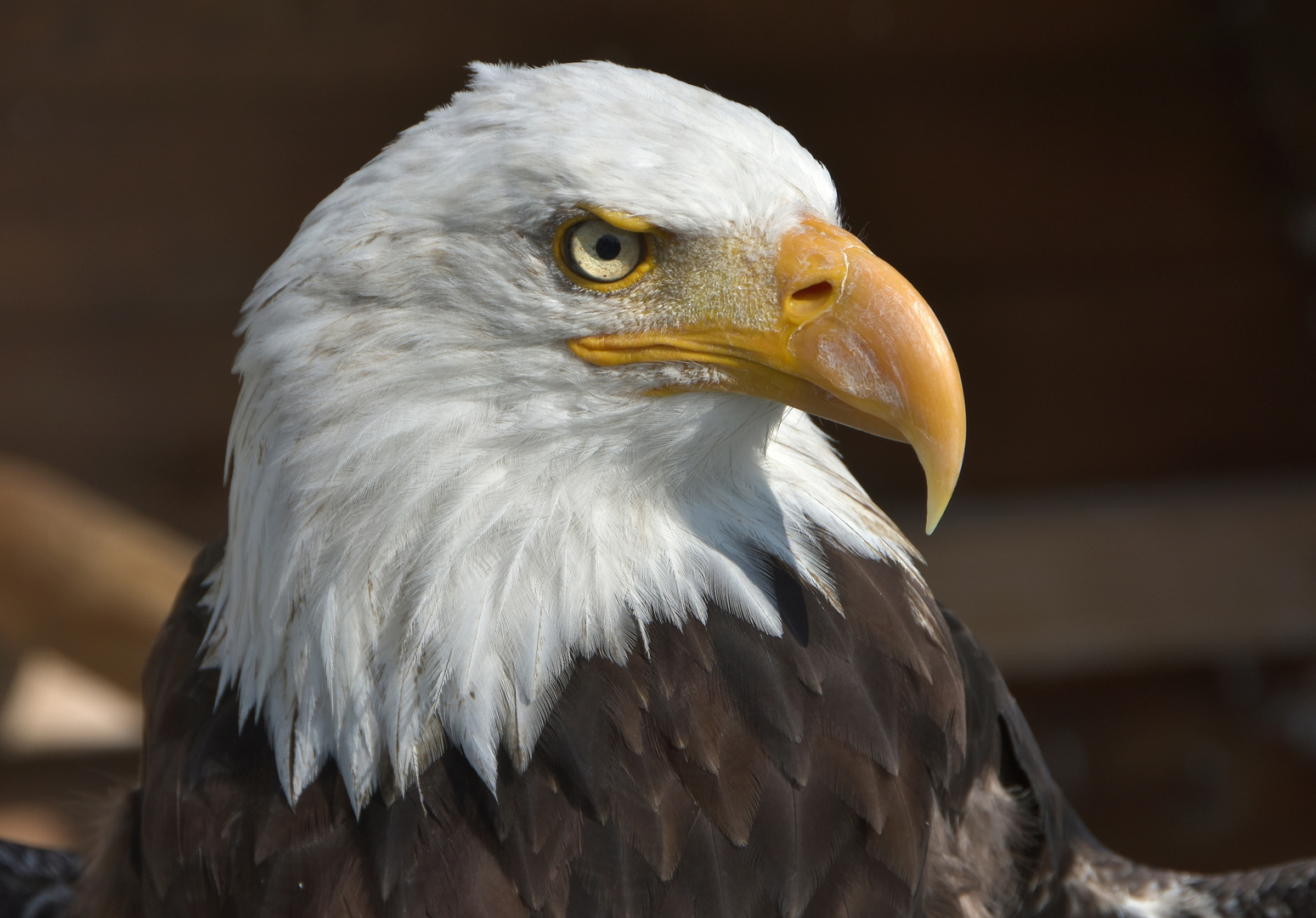 Weisskopfseeadler