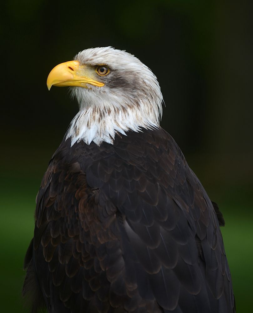 Weißkopfseeadler