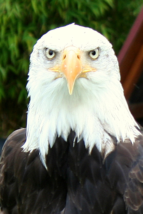 Weißkopfseeadler