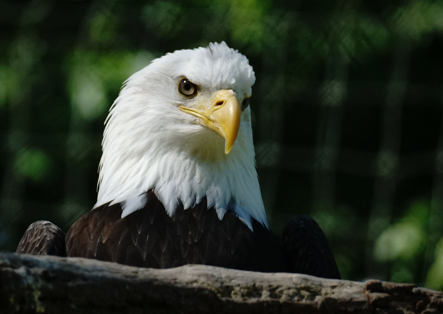 Weisskopfseeadler