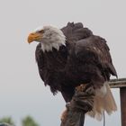 Weißkopfseeadler