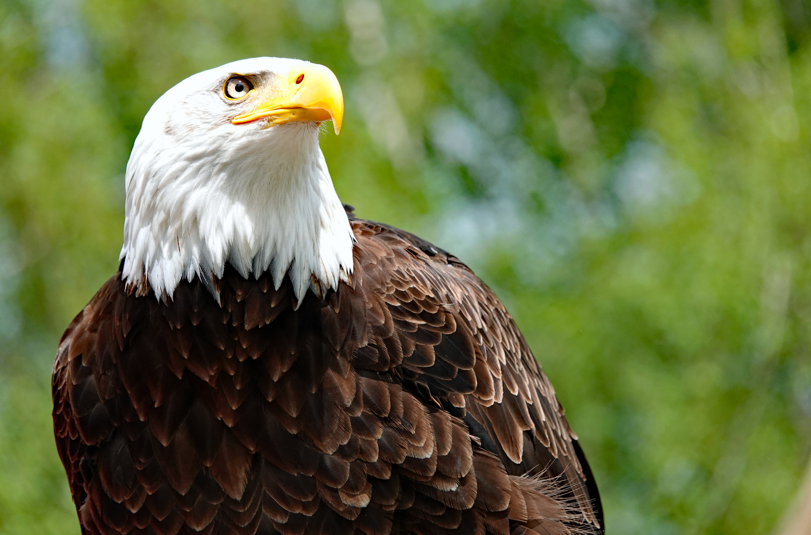 Weißkopfseeadler