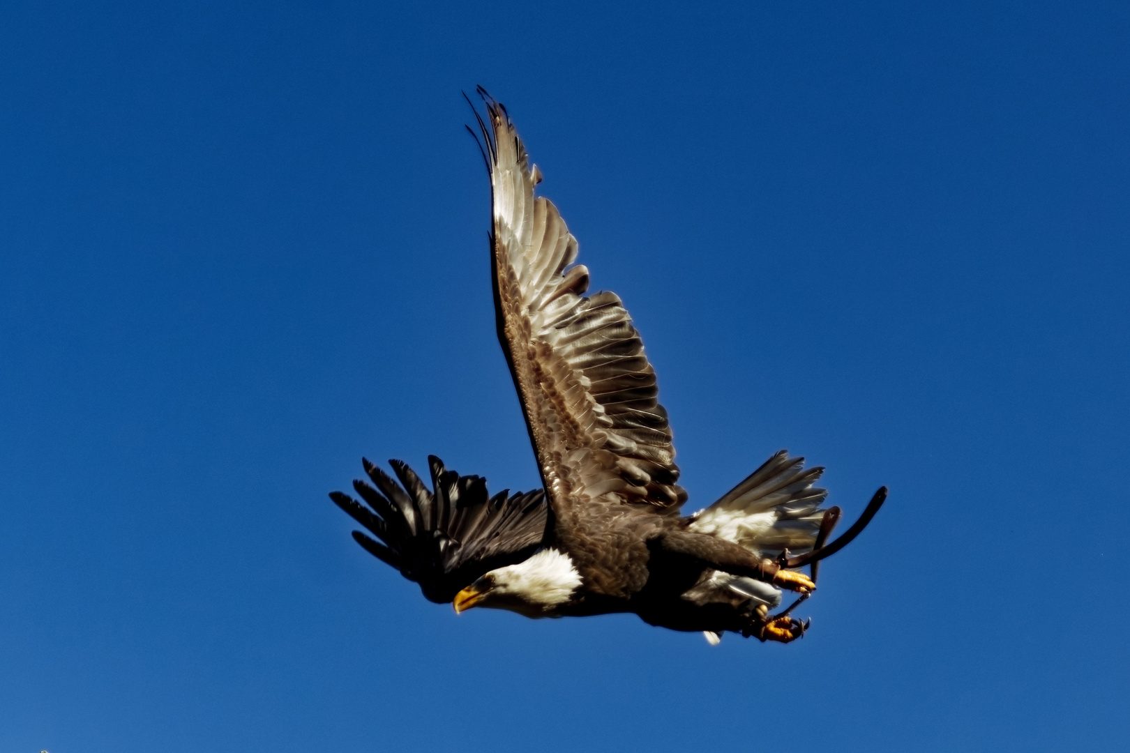  Weißkopfseeadler